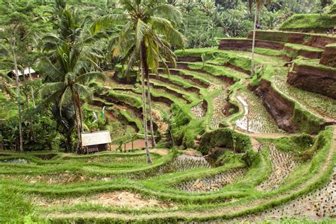 Rice Terraces Tegallalang Ubud Bali Mokum Surf Club