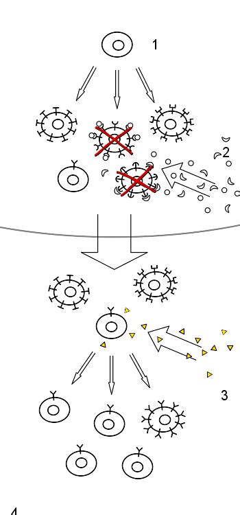 11 7c Clonal Selection Of Antibody Producing Cells Biology Libretexts