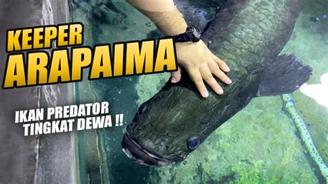 Ngeri Ikan Predator Arapaima Jadi Mainan Sehari Hari Di Megatank