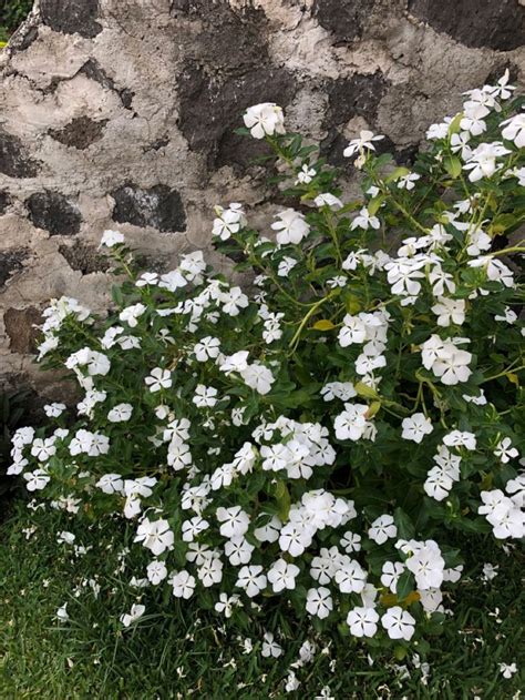 White Flowers Are Growing Next To A Rock