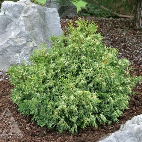 Chamaecyparis obtusa 'Mariesii' from NVK Nurseries