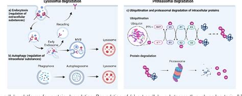 Figure 1 From Opportunities And Challenges Of Protein Based Targeted Protein Degradation