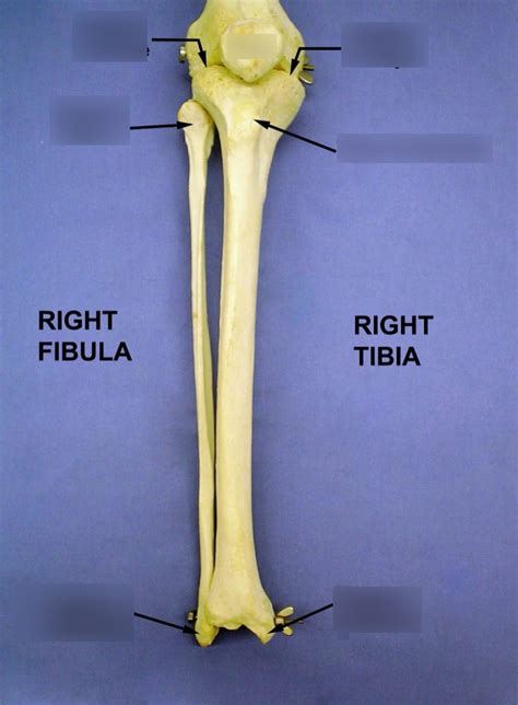 Fibula And Tibia Diagram Quizlet