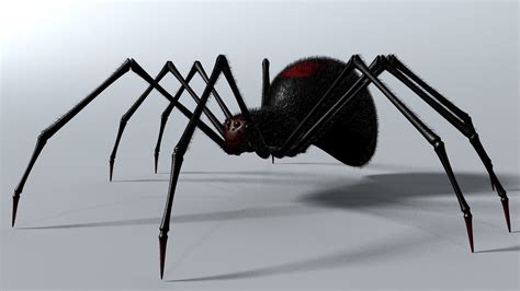 Animal Spider Hd Wallpapers Wallpaper Cave