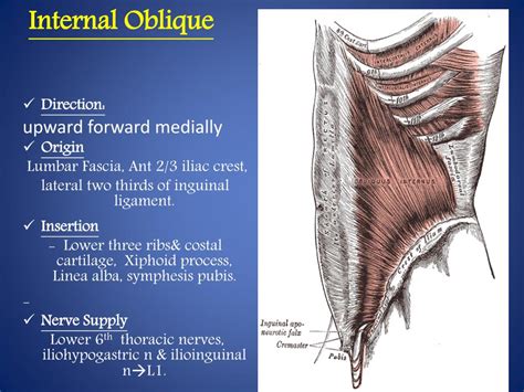 Ppt Abdominal Wall Powerpoint Presentation Free Download Id3081617