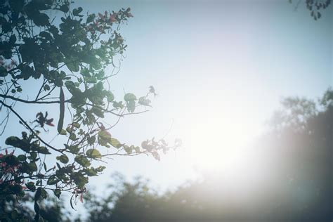 tree  sunlight  stock photo  vecteezy