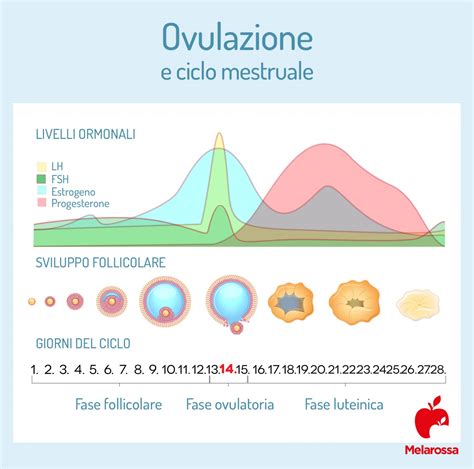 Ovulazione Che Cos Come Funziona Quando Avviene Sintomi