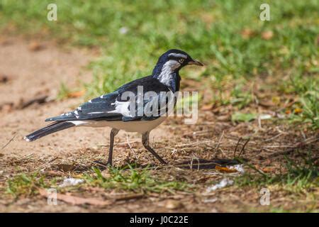 Magpie Lark Grallina Cyanoleuca A Colourful Common Australian Bird