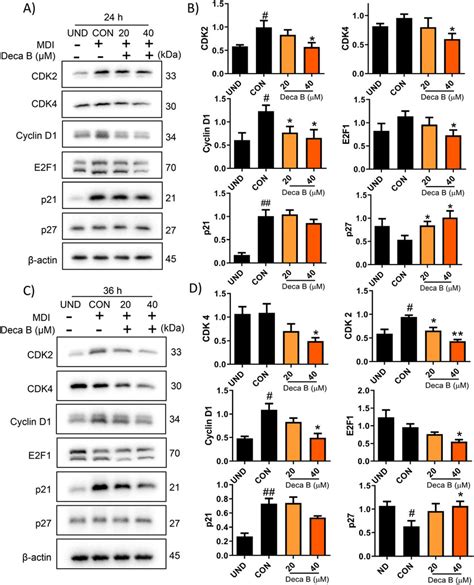 Deca B (1) blunted the expressions of cell cycle-related proteins ...