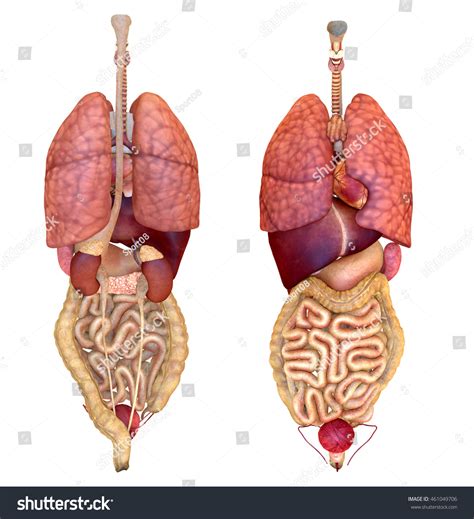 Back View Of Organs Outlet UK | brunofuga.adv.br