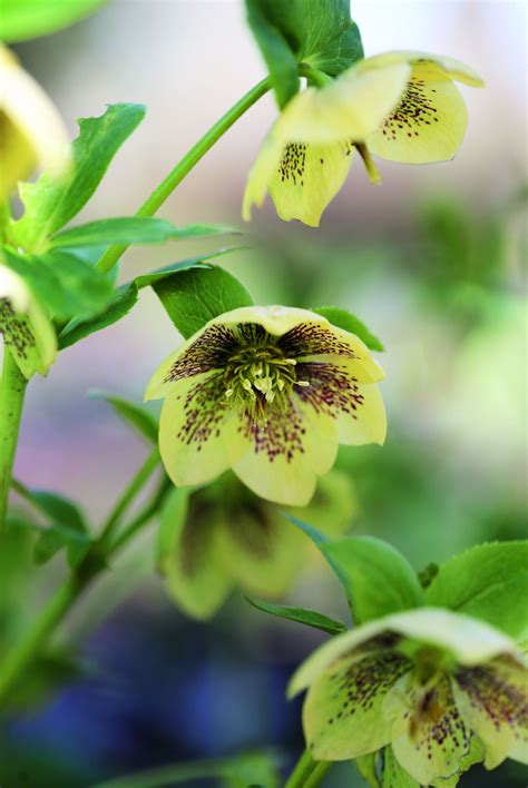Best shade plants: 10 shade-loving plants for your garden | Homes and