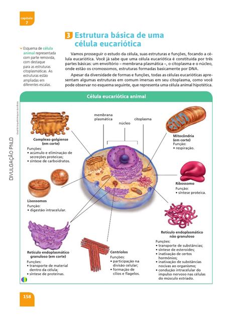 Estrutura básica de uma célula animal | Citoplasma | Célula (Biologia)
