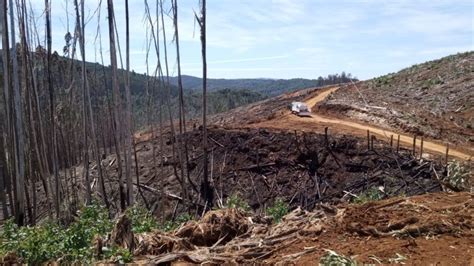 Incendio Forestal En Paillaco Ha Consumido Cerca De Ocho Hect Reas