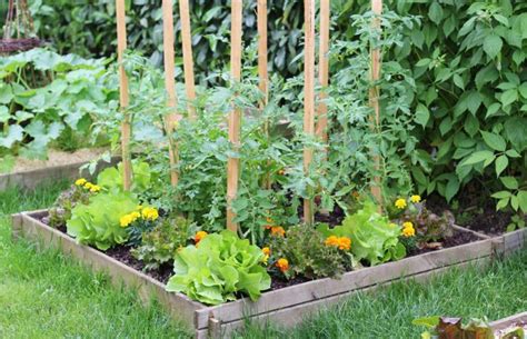 Un potager en carrés Aptaa fr