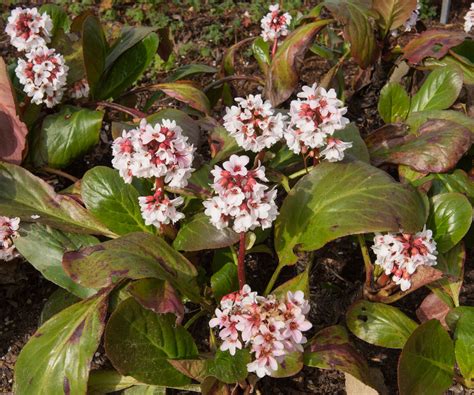 Types of bergenia – 15 pretty varieties for shade and…