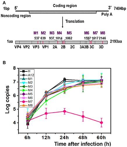 Frontiers A Novel Enterovirus 71 Ev71 Virulence Determinant The