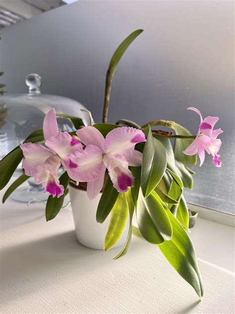 Climate change has made my cattleya bloom twice in one growing season