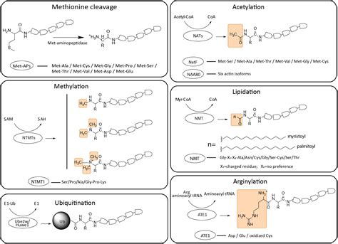 Frontiers Post Translational Modifications Of The Protein Termini