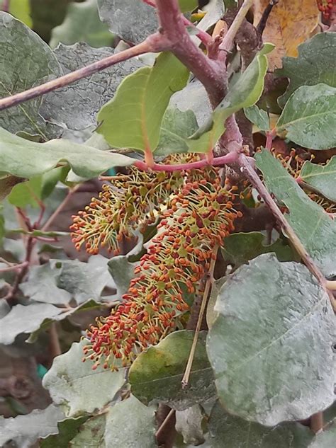 obilazak rasadnika  okviru kolegija uzgoj bilja  zasticenom prostoru