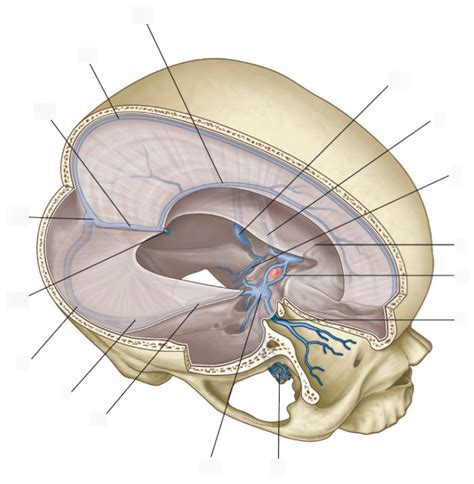 Dural Venous Sinuses Diagram | Quizlet