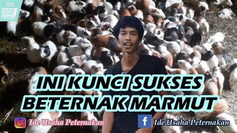 Sukses Beternak Marmut Ini Kunci Sukses Ternak Marmut Youtube