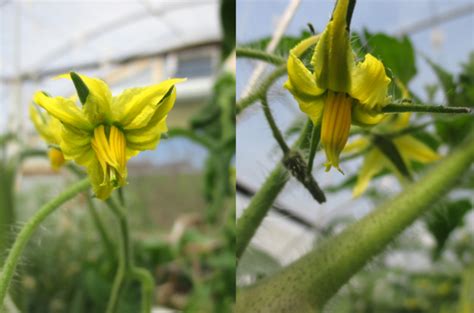 Understanding High Temperature Effects On Fruit Set Of Tomatoes Purdue University Vegetable