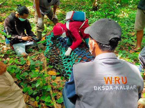 Terkena Jerat Pemburu Orangutan Alami Luka Hingga Ke Tulang