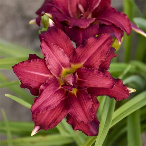 Hemerocallis Double Pardon Me Garden Crossings