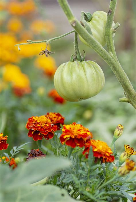 Now Sowing: Marigold (February–June) | Pima County Public Library