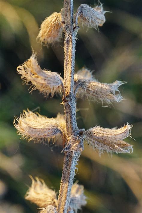 Salvia austriaca from Lange Lacke Apetlon BL Österreich on July 17