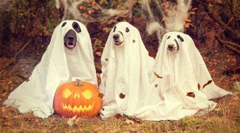 Halloween Dogs Wallpapers - Wallpaper Cave