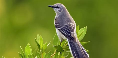 Mockingbird Spiritual Meaning and Symbolism | Astrology.com