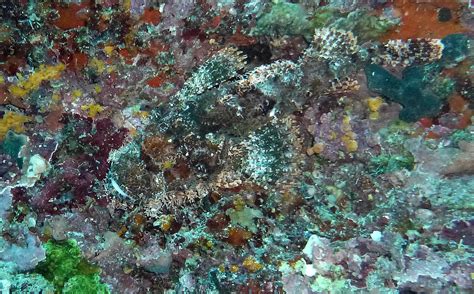 images sea diving underwater coral reef camouflage hide