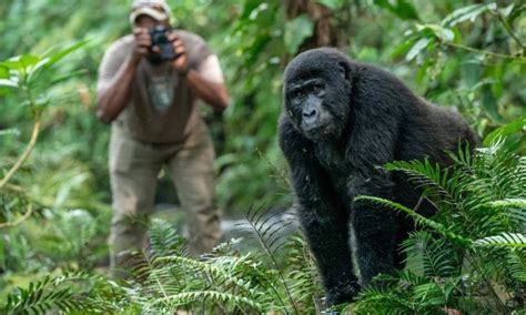 Gorilla Habituation Experience In Uganda