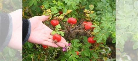 Саженцы шиповника крупноплодного купить в Абакане | Товары для дома и ...