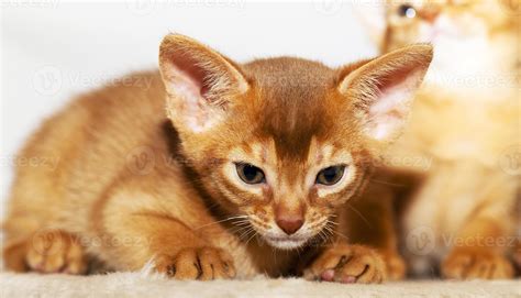 Abyssinian kitten - photographed by a close up a little Abyssinian