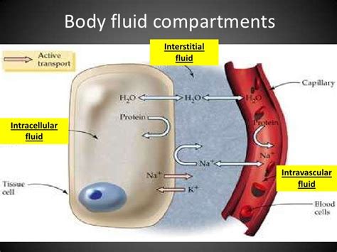 Fluid And Electrolytes Kochi Full Fluid And Electrolytes Nurse