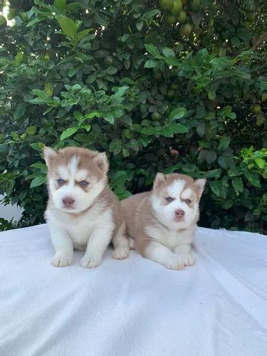 Filhote De Husky Siberiano Macho Dispon Vel Whooly Parcelamento