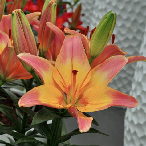 Lilium Easy Whisper Albrecht Hoch OHG