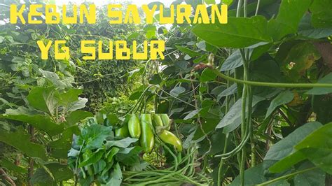 Panen Terus Selagi Ada Kacang Panjang Terong Dan Kangkung Youtube