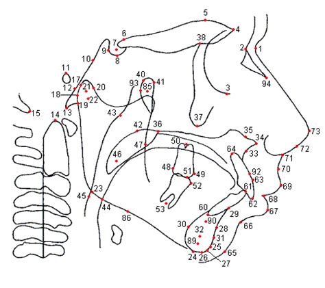 Mapa De Pontos Cefalometricos Central De Ajuda Radio Memory