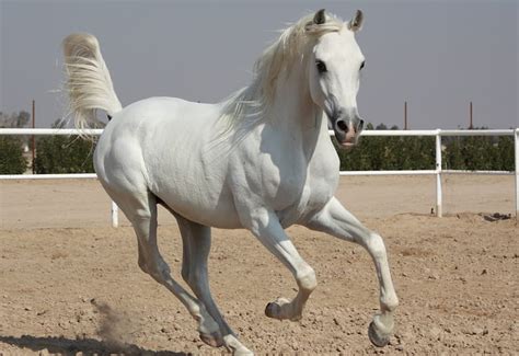 Pure White Arabian Stallion