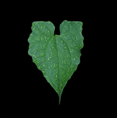 Ivy Gourd Or Coccinia Grandis Leaf Close Up Exotic Green Leaves Of Ivy