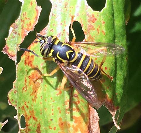 Eastern Hornet Fly EwA Guide To The Insects And Spiders Of The Fells