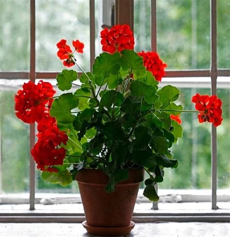 How To Save Geraniums Over Winter