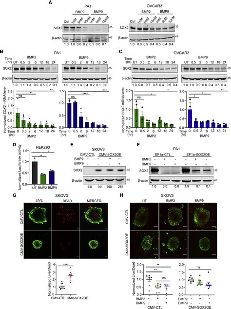 Reciprocal Sox Regulation By Smad Smad Is Critical For Anoikis