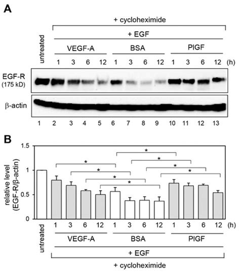 IJMS Free Full Text VEGFR 1 Regulates EGF R To Promote