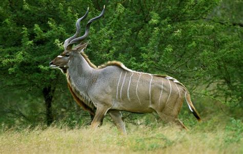 Greater Kudu Tragelaphus Strepsiceros Male Standing In Bush Kruger