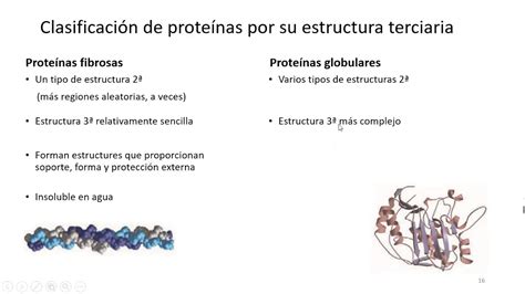 Clasificaci N De Prote Nas Por Su Estructura Terciaria Youtube