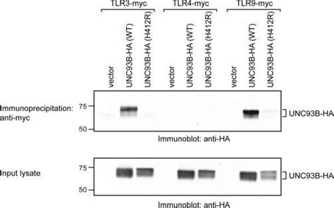 Wild Type Unc B Associates With Tlr And But Not With Tlr Hek